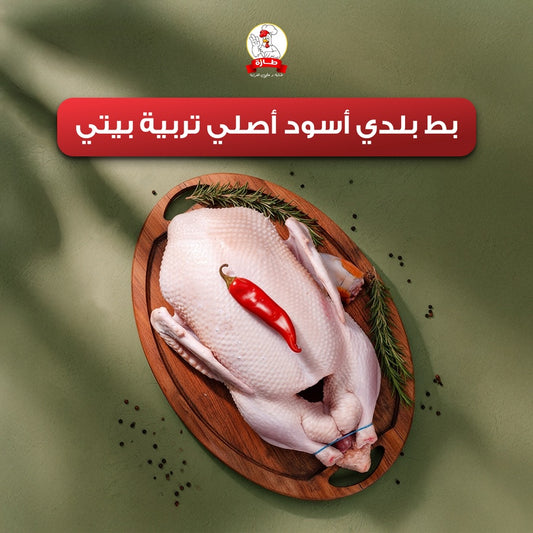 بط بلدي أسود أصلي تربية بيتي