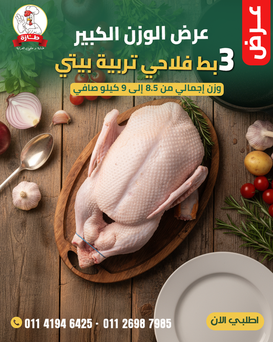 عرض 3 بط فلاحي تربية بيتي (عرض الوزن الكبير)