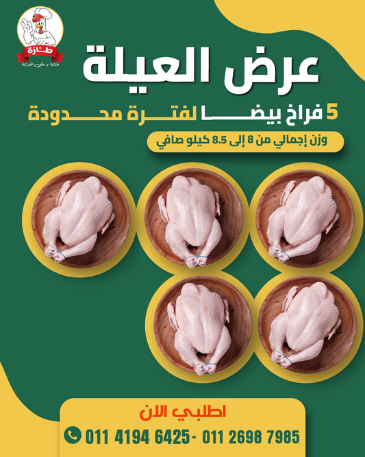 عرض 5 فراخ أبيض تربية بيتي (عرض العيلة)