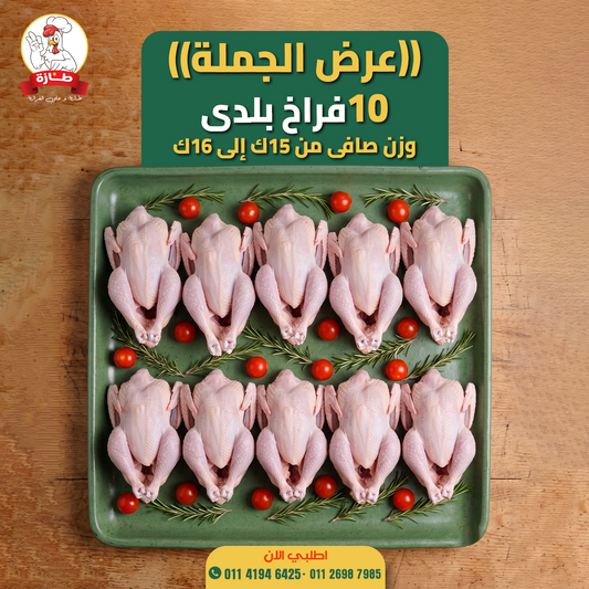 عرض 10 فراخ بلدي تربية بيتي (عرض الجملة)
