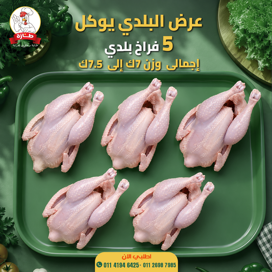عرض 5 فراخ بلدي تربية بيتي (عرض البلدي يوكل)