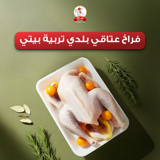 فراخ عتاقي بلدي تربية بيتي