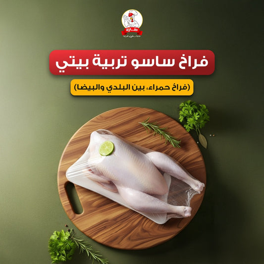 فراخ ساسو تربية بيتي (فراخ حمراء، بين البلدي والبيضا)