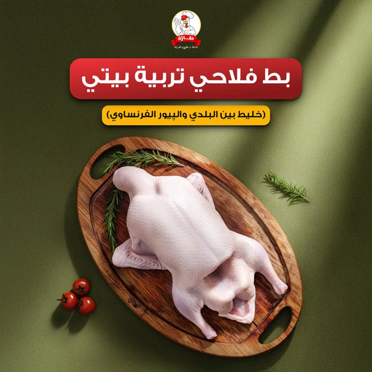 بط فلاحي تربية بيتي (خليط بين البلدي والپيور الفرنساوي)