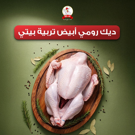 ديك رومي أبيض تربية بيتي