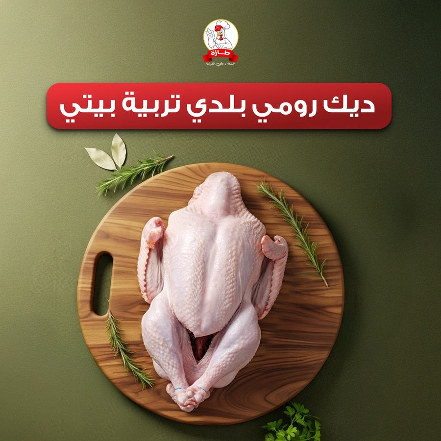 ديك رومي بلدي تربية بيتي