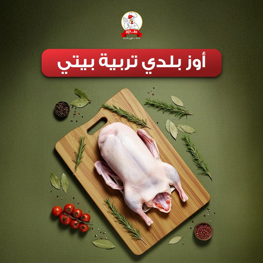 أوز بلدي تربية بيتي