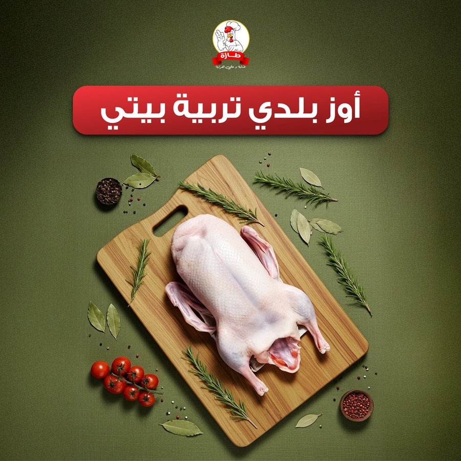 أوز بلدي تربية بيتي