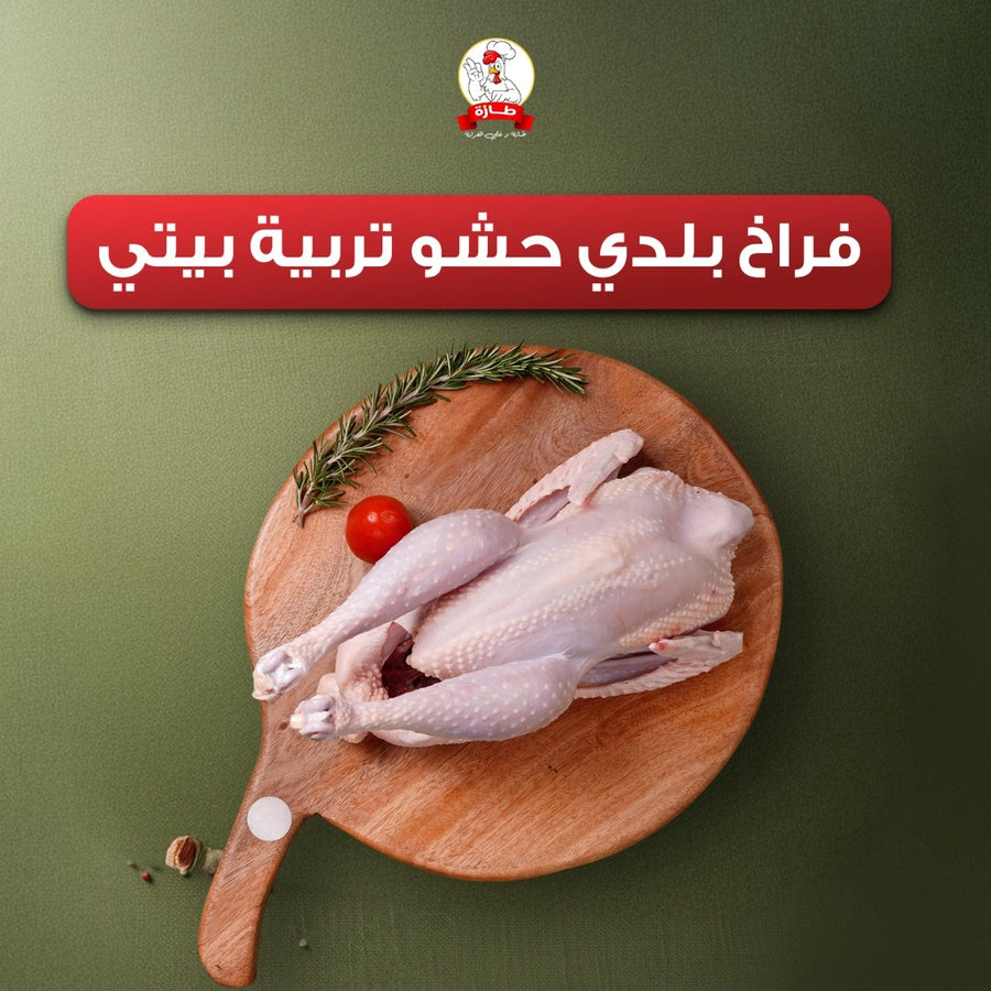 فراخ بلدي حشو تربية بيتي