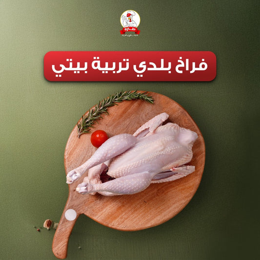 فراخ بلدي تربية بيتي
