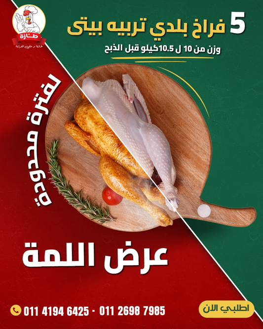 عرض 5 فراخ بلدي تربية بيتي (عرض اللمة)