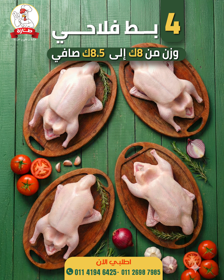 عرض 4 بط فلاحي تربية بيتي (عرض اللمة)