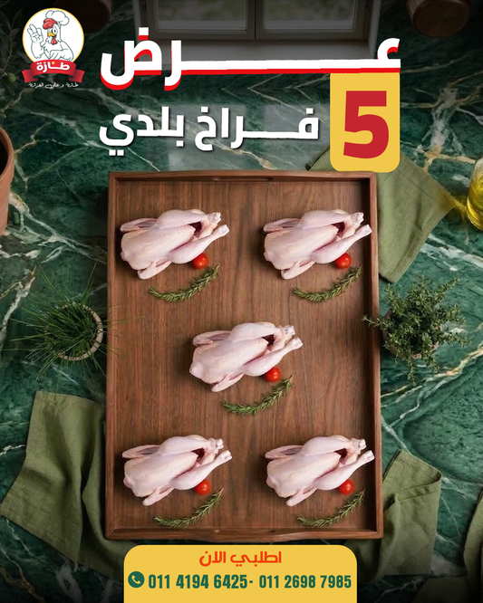 عرض 5 فراخ بلدي تربية بيتي