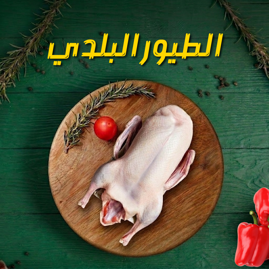 الطيور البلدي